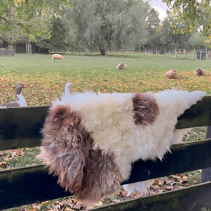 Peaux de mouton tannées écologiquement
