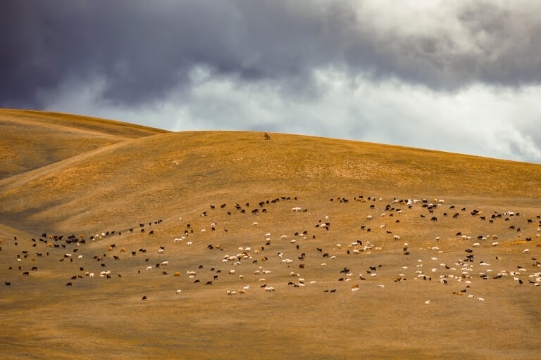 Peaux de mouton de Mongolie : Luxe naturel, douceur et absence de produits chimiques