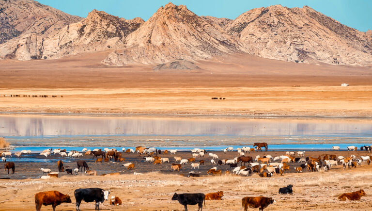 Pourquoi les chaussettes en laine biologique de Mongolie sont-elles un bon choix ?