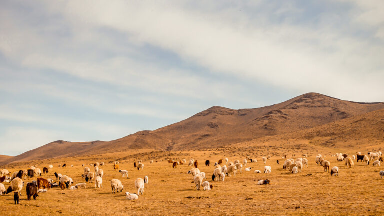 Wol zonder mulesing: waarom dat écht beter voelt!